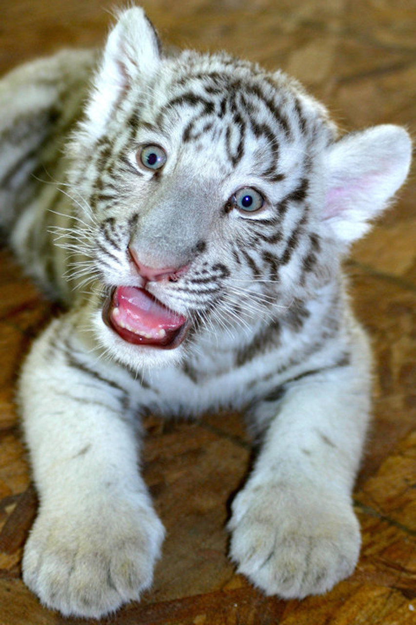 Baby White Tiger at Chestatee Wildlife Preserve & Zoo in Dahlonega Ga