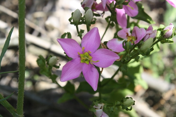 Wildflowers in Virginia - Common Rose Pink 