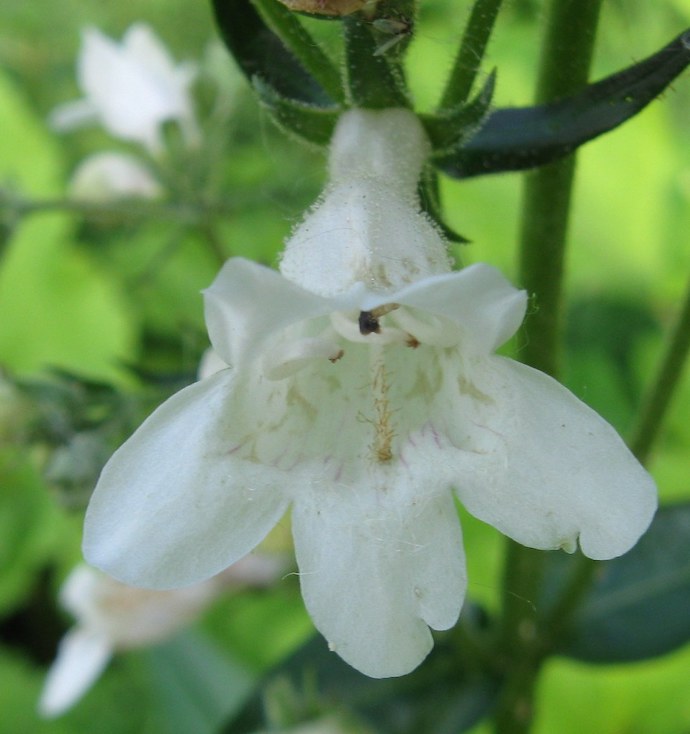 Virginia Wildflowers - Foxglove beardtongue
