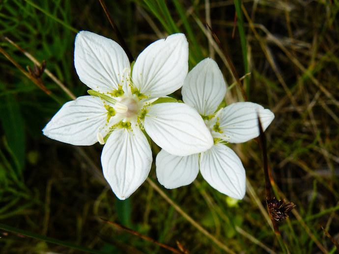 Virginia Wildflowers - Grass of Parnassus