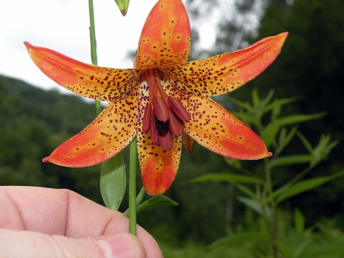 Native Virginia flowers - Canada Lily
