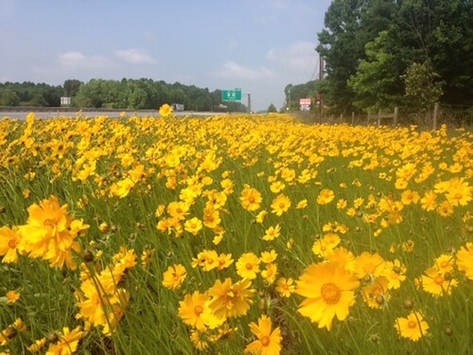 Virginia Wildflowers - Coreopsis