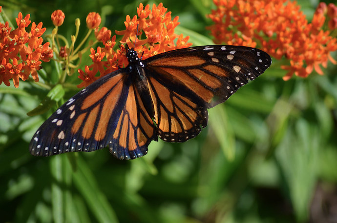 Wildflowers in Virginia - Butterfly Weed