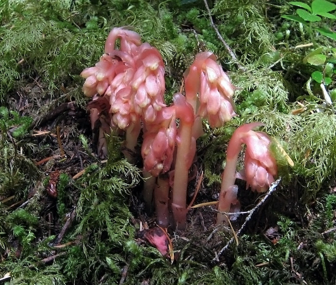 Virginia Wildflowers - Pinesaps