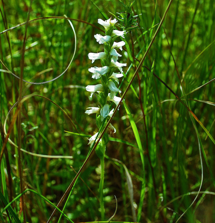 Native flowers in Virginia- Nodding Lady's-Tresses 
