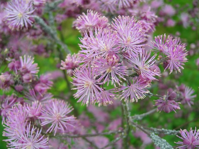 Virginia Wildflowers - Meadow Rue