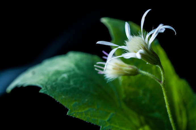 Virginia Wildflowers - Whorled wood aster