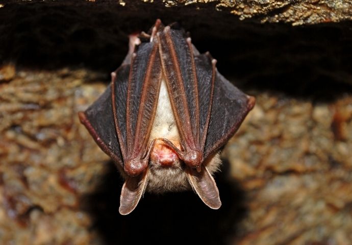Bat in Caves in North Carolina via Canva
