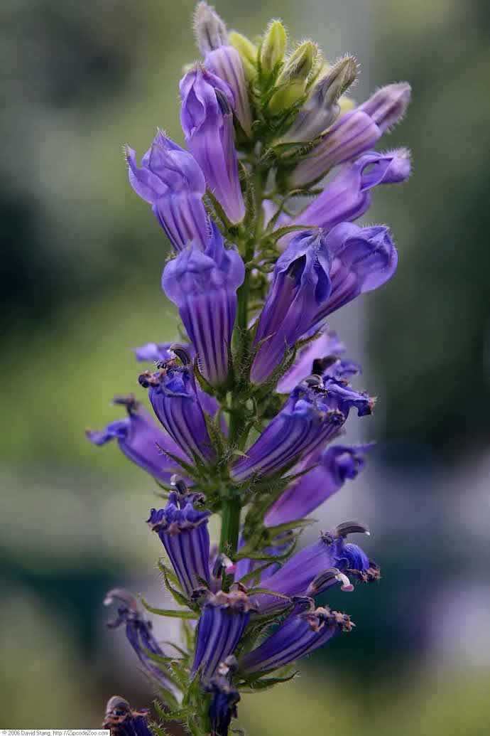 Virginia Wildflowers - Great Blue Lobelia