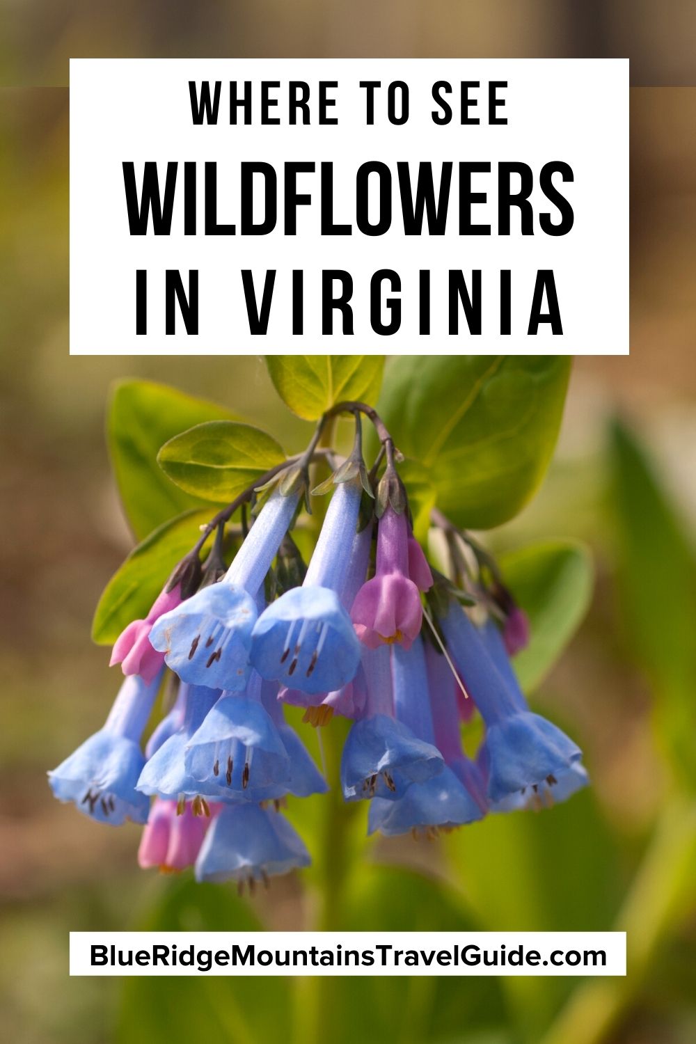 The 20 Most Beautiful Wildflowers in Virginia (& Where to See Them)