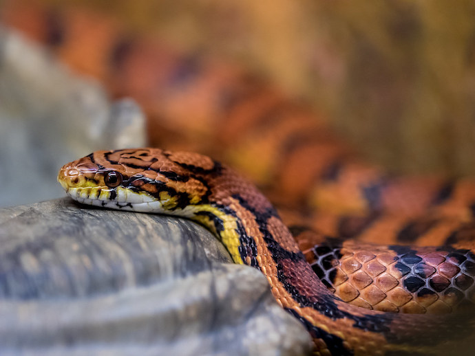 NC Snakes - Corn Snake