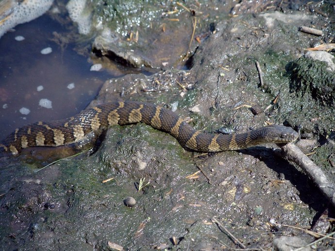 NC Snakes - Northern Water Snake