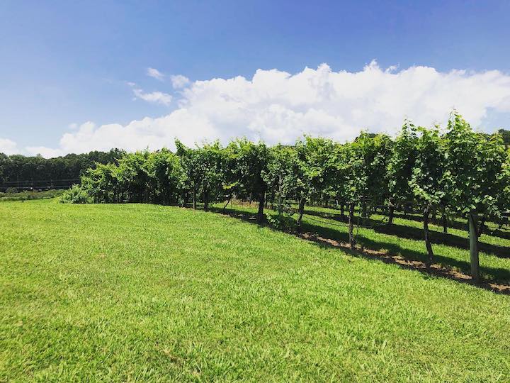 Cavender Creek Vineyards & Winery - Wineries in Dahlonega GA