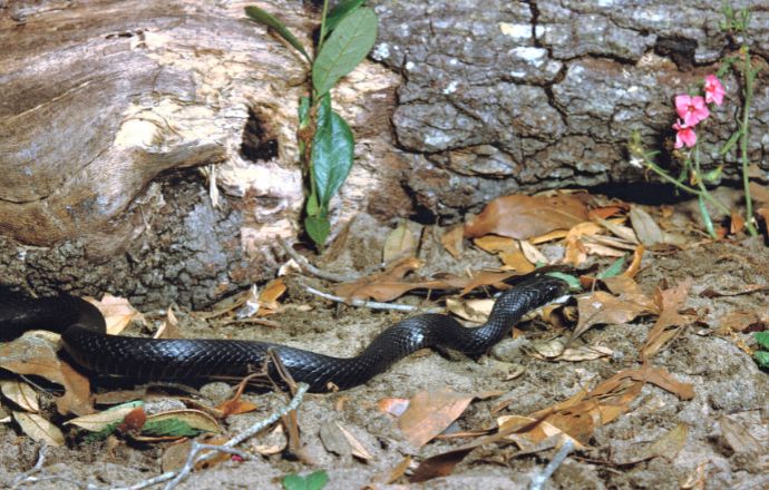 Non-Venomous Eastern Black Racer Snake in NC