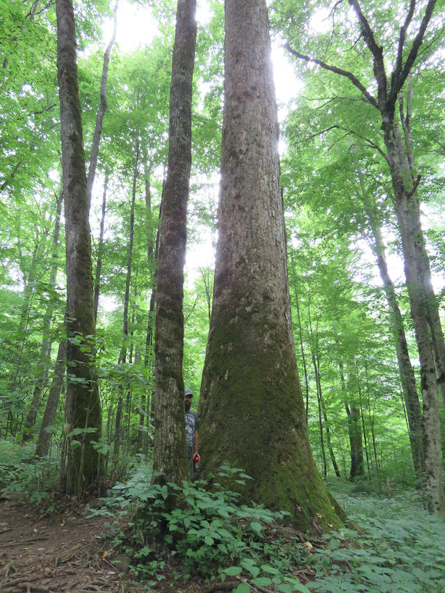 Joyce Kilmer - Hiking Near Bryson City NC
