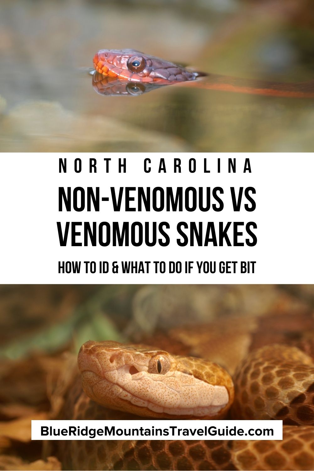 Non-Venomous Vs Venomous Snakes In North Carolina (ID Guide)