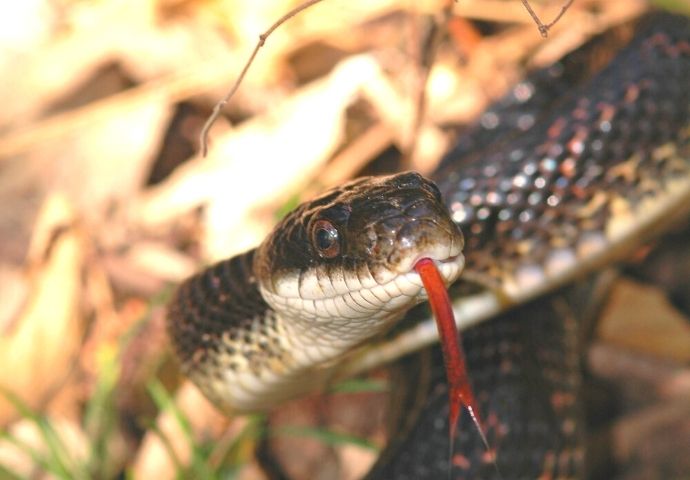Rat snake in North Carolina (Pantherophis alleghaniensis)