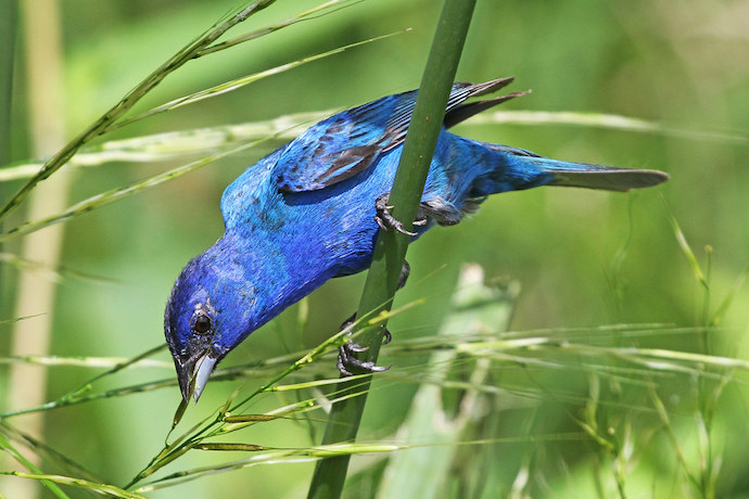 B‌irds of North Carolina - Indigo Bunting