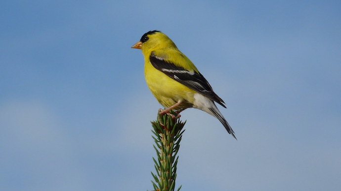 Birds of North Carolina - American Goldfinch