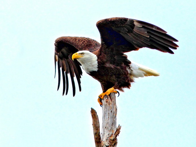 Native Birds North Carolina - Bald Eagle