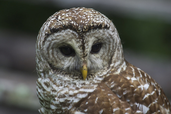 North Carolina Native Birds - Barred Owl