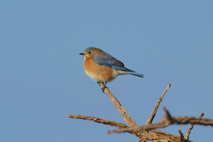 Birds of North Carolina - Eastern Bluebird 