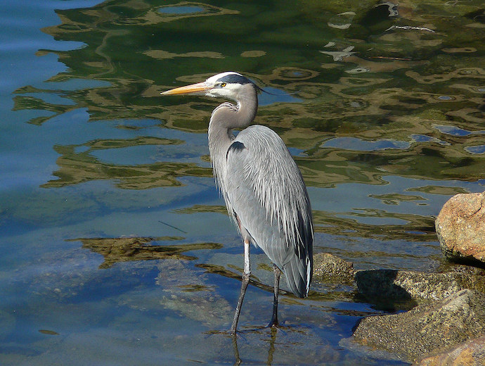 TN Birds - Great Blue Heron