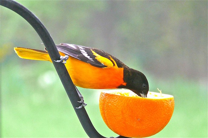 NC bird with orange chest - Northern (Baltimore) Oriole