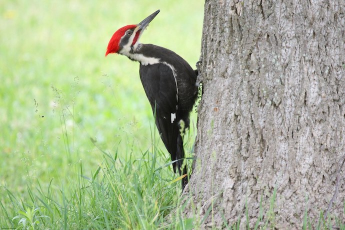 Western North Carolina Birds - Pileated Woodpecker 