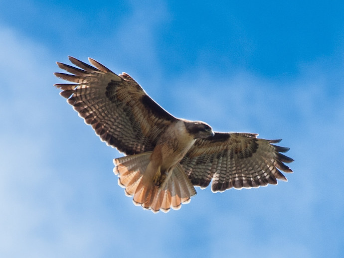 Birds Native to North Carolina - Red-tailed Hawk