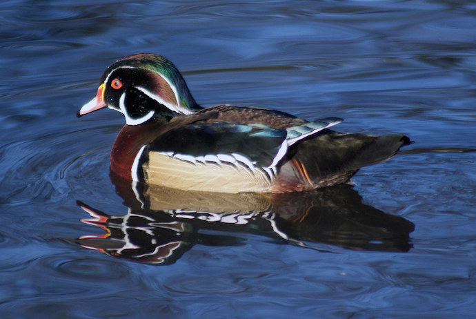 Birds of Western NC - Wood Duck