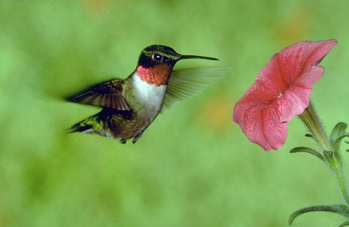 Birds of North Carolina - ruby-throated hummingbird