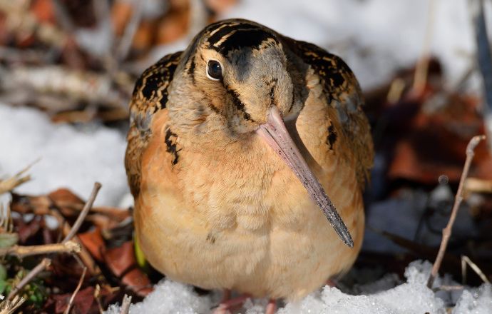American Woodcock