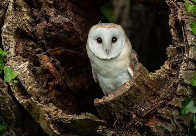 Barn Owl in NC