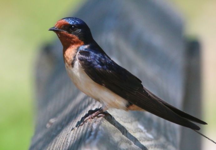 Barn Swallow - Birds in NC