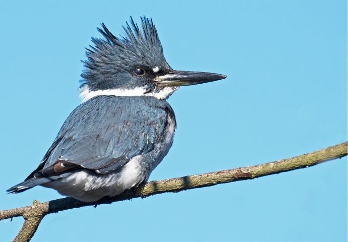 Belted Kingfisher