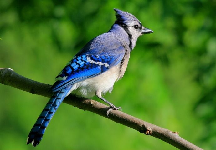 Blue Jay -blue birds in North Carolina