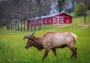 Bull Elk in Cherokee North Carolina (1 of 1)