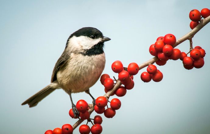 Carolina Chickadee - birds in charlotte nc