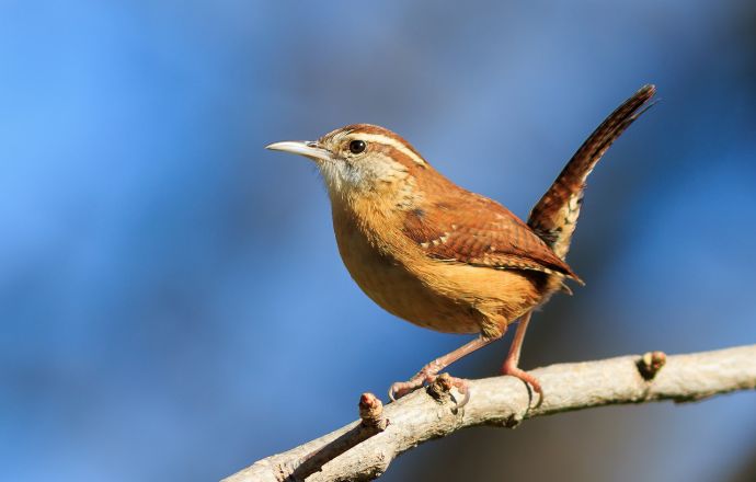 Carolina Wren - charlotte nc birds