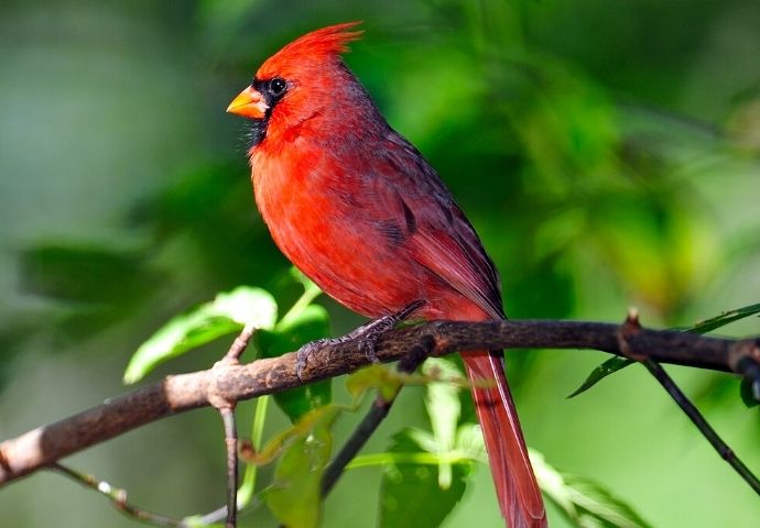 Northern Cardinal - Red Birds in Tennessee