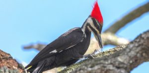 Pileated Woodpecker in NC