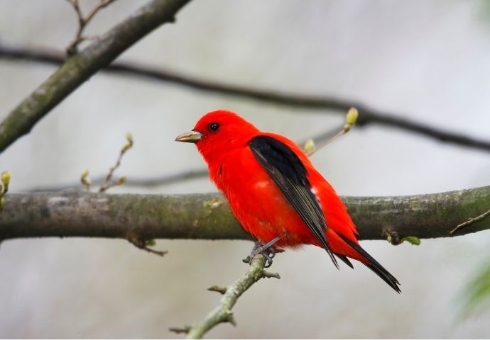 Scarlet Tanager - red birds in NC