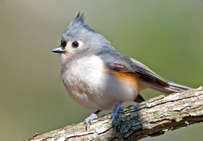 Tufted Titmouse - backyard birds of North Carolina
