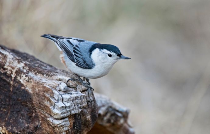 White-Breasted Nuthatch - birds of nc piedmont