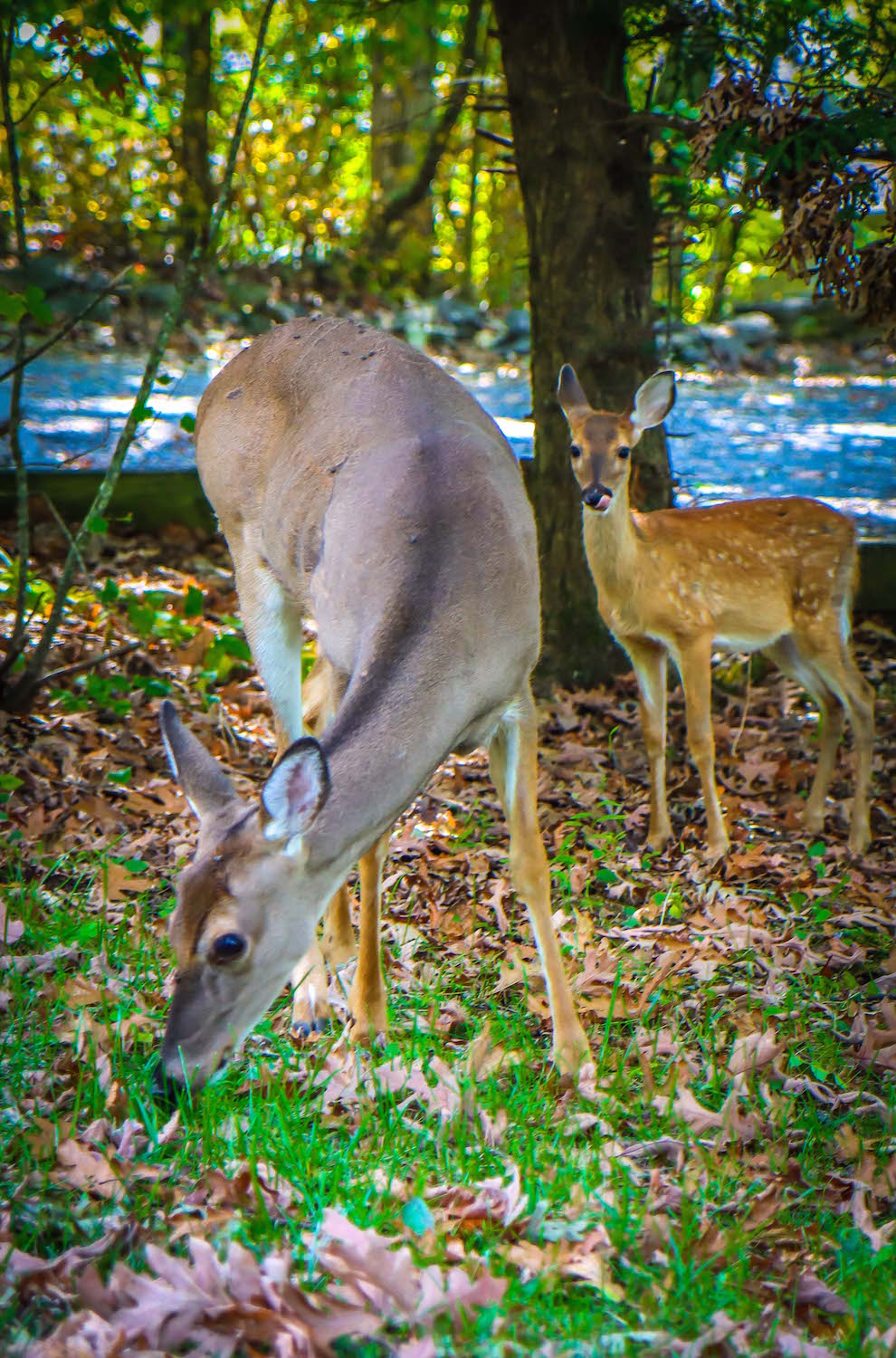 White Tail Deer at Wintergreen Resort VA in the Blue Ridge Mountains
