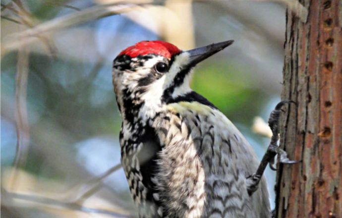 Yellow-Bellied Sapsucker - red headed birds in nc