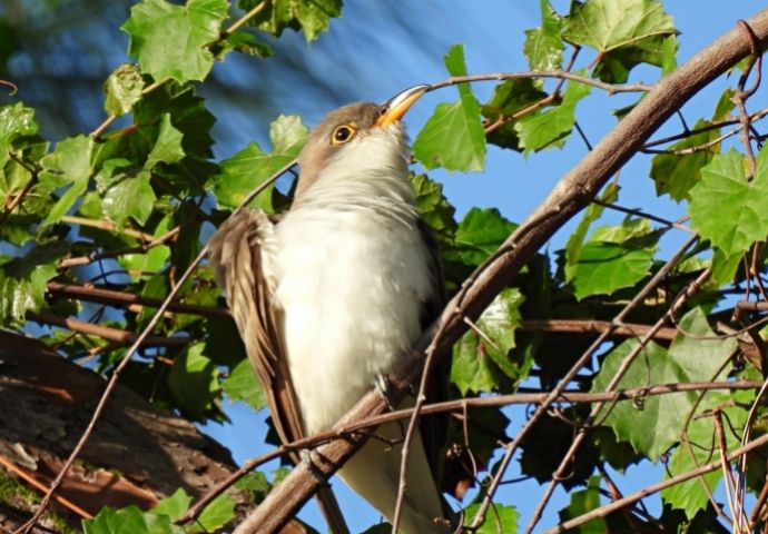 Yellow-Billed Cuckoo