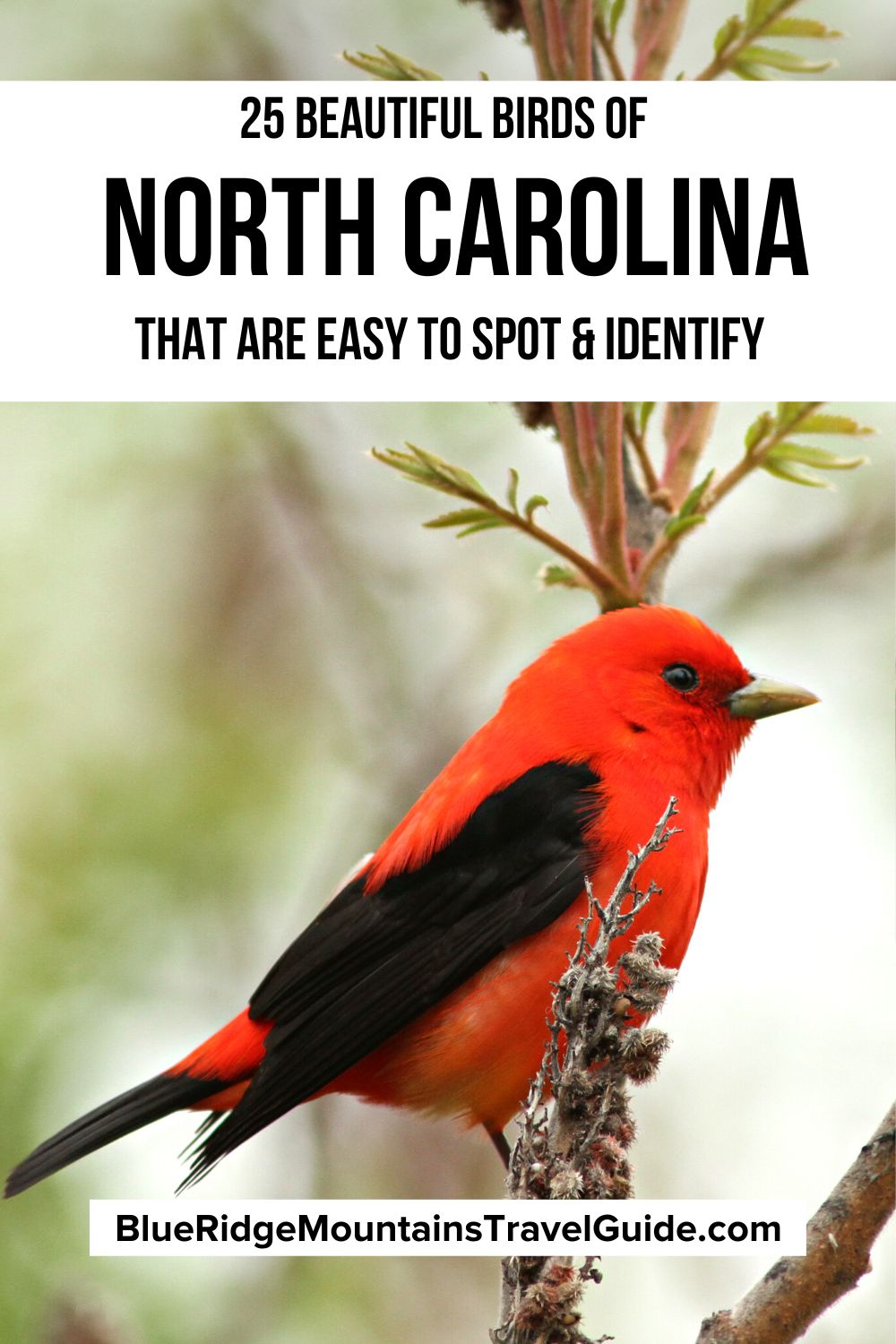 25 beautiful birds of North Carolina that you're most likely to see, includes info on how to identify them and their habitat. | woodpeckers in nc | hummingbirds in nc | owls in nc | small birds of north carolina | north carolina birds of prey | birds in nc | north carolina birds | nc birds | north carolina state bird | backyard birds of north carolina | yellow birds in nc | north carolina backyard birds | blue birds in north carolina | birds common to north carolina | hawks in nc |