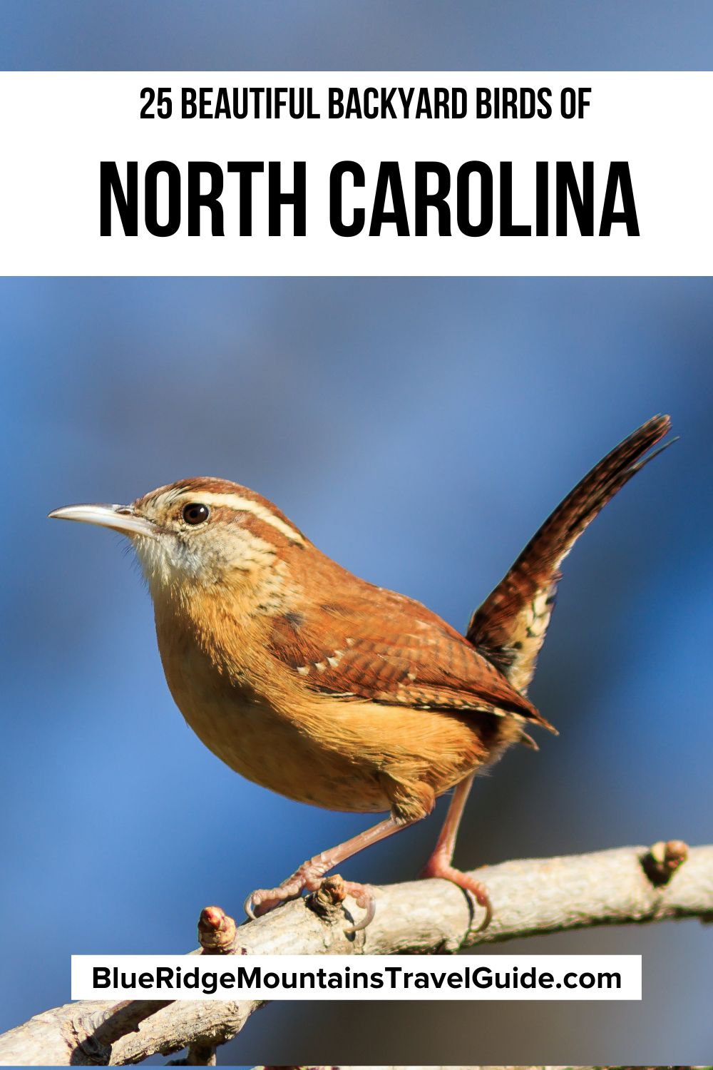 25 beautiful birds of North Carolina that you're most likely to see, includes info on how to identify them and their habitat. | woodpeckers in nc | hummingbirds in nc | owls in nc | small birds of north carolina | north carolina birds of prey | birds in nc | north carolina birds | nc birds | north carolina state bird | backyard birds of north carolina | yellow birds in nc | north carolina backyard birds | blue birds in north carolina | birds common to north carolina | hawks in nc |